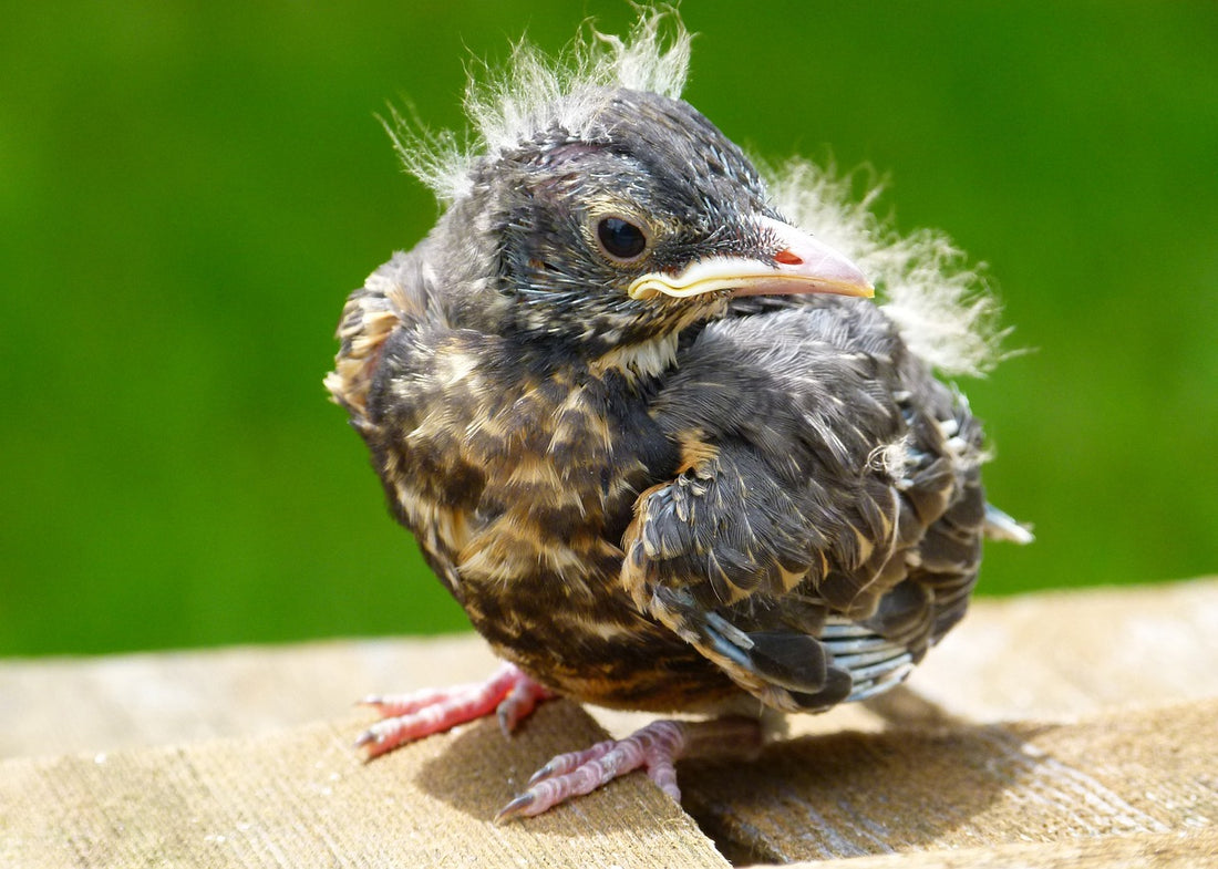 How to Help a Baby Bird Found Outside the Nest