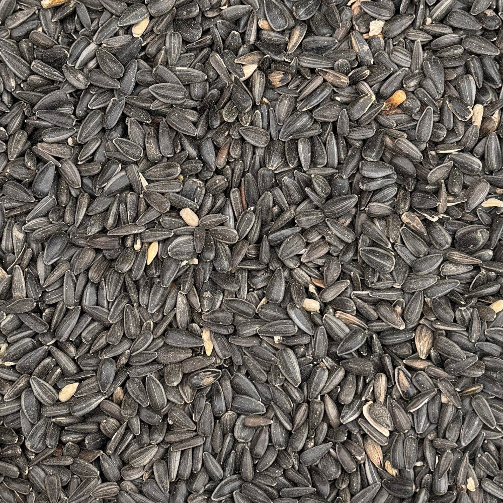 Black Sunflower Seeds