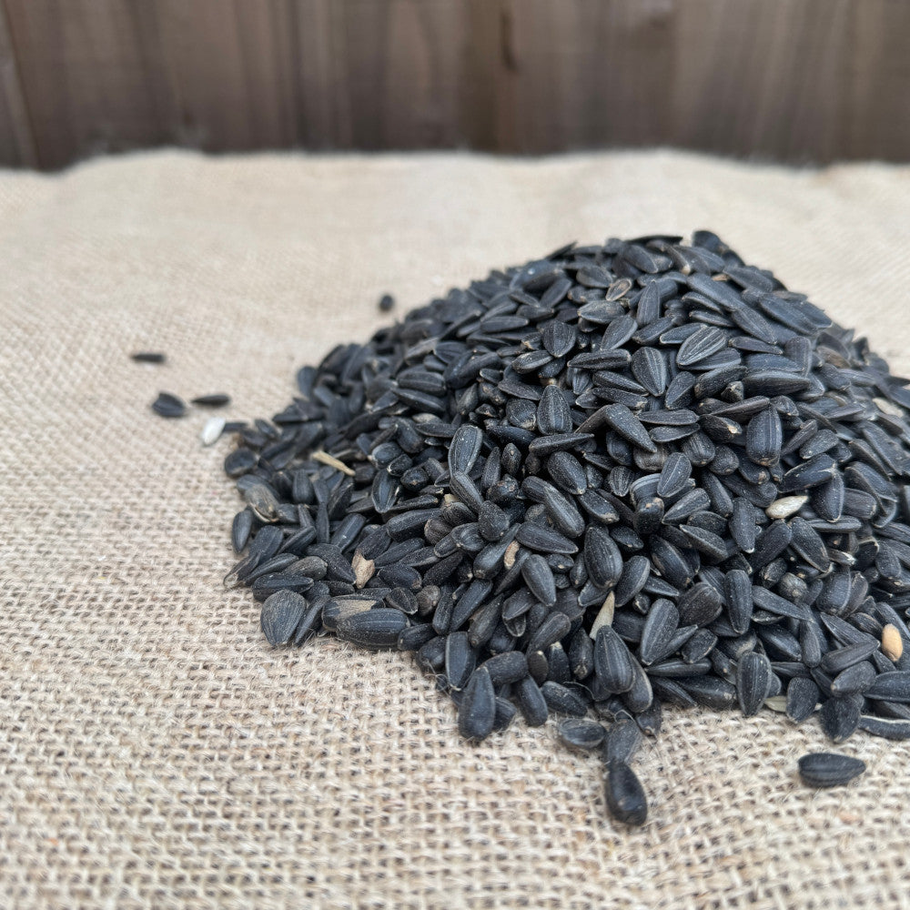 Black Sunflower Seeds