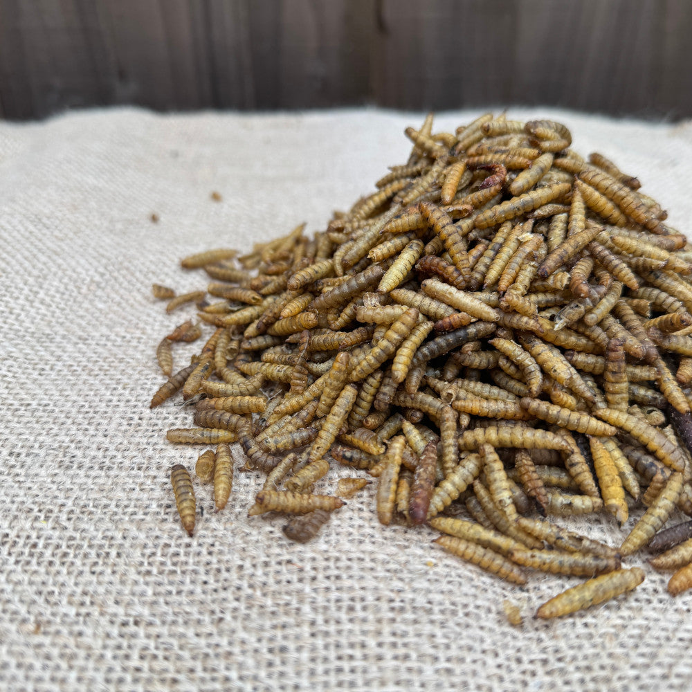 Dried Calciworms